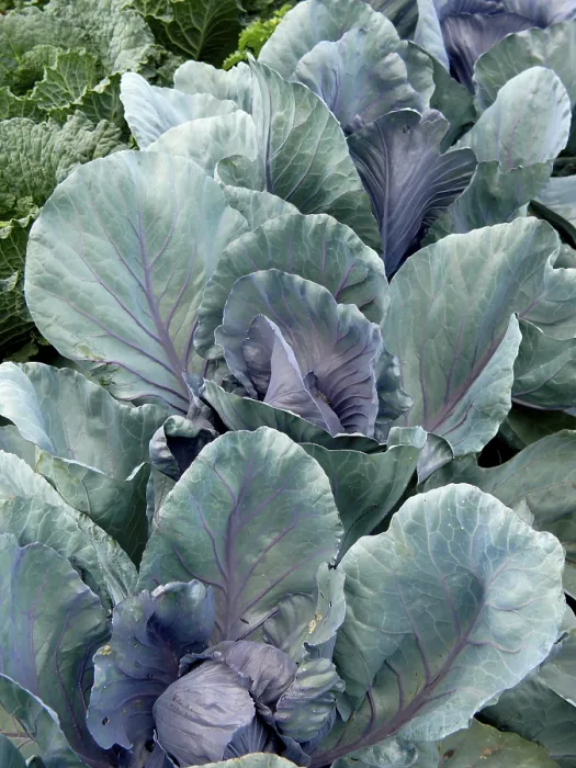 Gerahmter Druck : Gemüsegarten, Blauer Kohl Gerahmter Druck : Gemüsegarten, Blauer Kohl