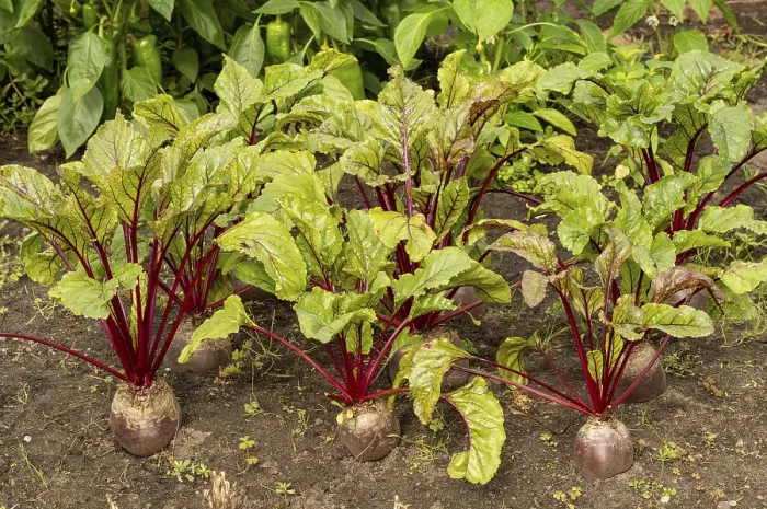 Gerahmter Druck : Gemüsegarten mit Reihen von Rettich. Gerahmter Druck : Gemüsegarten mit Reihen von Rettich.