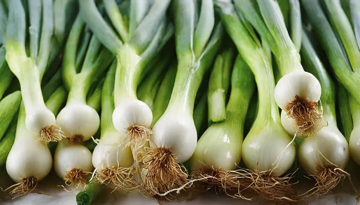 Gerahmter Druck : Gemüse, Frühlingszwiebel oder Frühlingszwiebel. Gerahmter Druck : Gemüse, Frühlingszwiebel oder Frühlingszwiebel.
