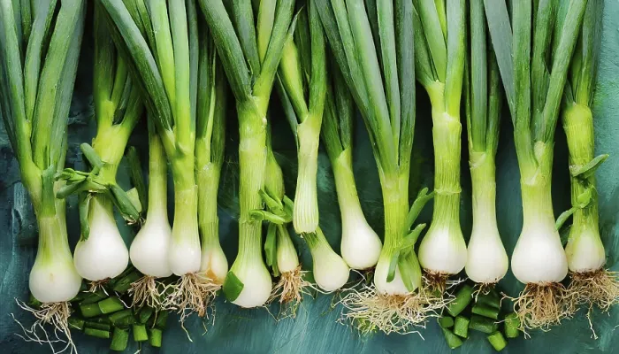 Gerahmter Druck : Gemüse, Frühlingszwiebel oder Frühlingszwiebel Gerahmter Druck : Gemüse, Frühlingszwiebel oder Frühlingszwiebel