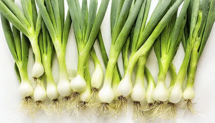 Gerahmter Druck : Gemüse, Frühlingszwiebel oder Frühlingszwiebel. Gerahmter Druck : Gemüse, Frühlingszwiebel oder Frühlingszwiebel.