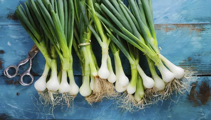 Gerahmter Druck : Gemüse, Frühlingszwiebel oder Frühlingszwiebel Gerahmter Druck : Gemüse, Frühlingszwiebel oder Frühlingszwiebel