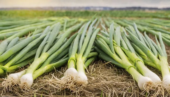 Gerahmter Druck : Gemüse, Frühlingszwiebel oder Frühlingszwiebel. Gerahmter Druck : Gemüse, Frühlingszwiebel oder Frühlingszwiebel.