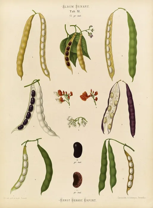 Gerahmter Druck : Historische Abbildung von Gemüse, Bohnen, Erdbeeren und Blumenkohl nach Ernst Samuel Benary (10. November 1819 - 19. Februar 1893) Gerahmter Druck : Historische Abbildung von Gemüse, Bohnen, Erdbeeren und Blumenkohl nach Ernst Samuel Benary (10. November 1819 - 19. Februar 1893)