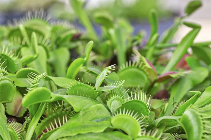 Gerahmter Druck : Venus-Blumentopf (Dionaea muscipula) Gerahmter Druck : Venus-Blumentopf (Dionaea muscipula)