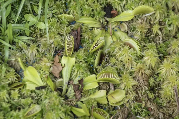 Gerahmter Druck : Venus-Blumentopf (Dionaea muscipula) Gerahmter Druck : Venus-Blumentopf (Dionaea muscipula)