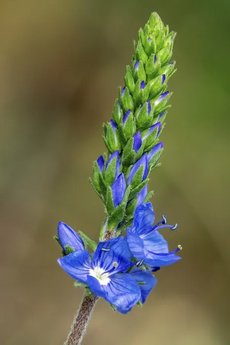 Gerahmter Druck : Veronica teucrium in voller Blüte, Makrophotographie aus Baden-Württemberg, Deutschland Gerahmter Druck : Veronica teucrium in voller Blüte, Makrophotographie aus Baden-Württemberg, Deutschland