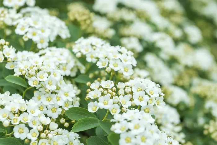 Gerahmter Druck : Bunter Anblick von Spiraea arguta. Gerahmter Druck : Bunter Anblick von Spiraea arguta.