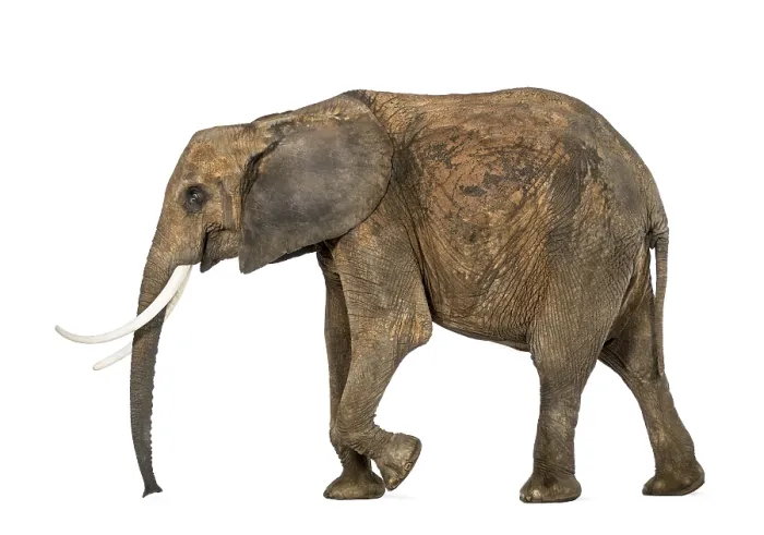 Gerahmter Druck : Afrikanischer Elefant, Seitenansicht Gerahmter Druck : Afrikanischer Elefant, Seitenansicht