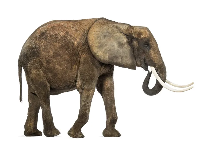 Gerahmter Druck : Afrikanischer Elefant, Seitenansicht