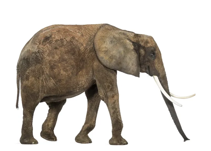 Gerahmter Druck : Afrikanischer Elefant von der Seite, isoliert auf weiß. Gerahmter Druck : Afrikanischer Elefant von der Seite, isoliert auf weiß.