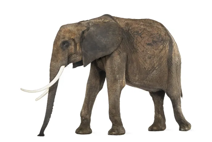 Gerahmter Druck : Afrikanischer Elefant, Seitenansicht Gerahmter Druck : Afrikanischer Elefant, Seitenansicht