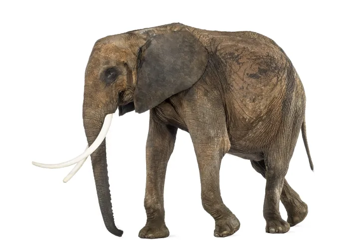 Gerahmter Druck : Afrikanischer Elefant, Seitenansicht Gerahmter Druck : Afrikanischer Elefant, Seitenansicht