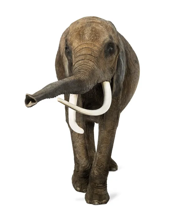 Gerahmter Druck : Afrikanischer Elefant in Frontalansicht, hebt seinen Rüssel auf Gerahmter Druck : Afrikanischer Elefant in Frontalansicht, hebt seinen Rüssel auf