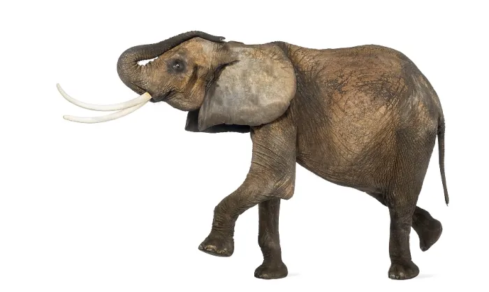 Gerahmter Druck : Afrikanischer Elefant in Seitenansicht, isoliert auf weißem Hintergrund. Gerahmter Druck : Afrikanischer Elefant in Seitenansicht, isoliert auf weißem Hintergrund.