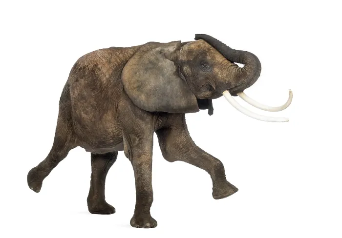 Gerahmter Druck : Afrikanischer Elefant in Seitenansicht, auf weißem Hintergrund isoliert.