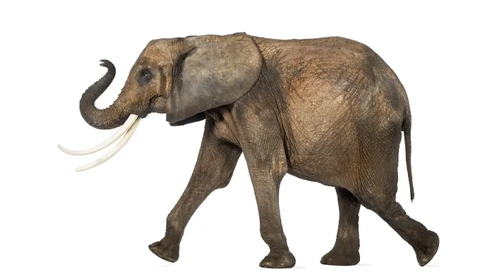 Gerahmter Druck : Afrikanischer Elefant in Seitenansicht Gerahmter Druck : Afrikanischer Elefant in Seitenansicht