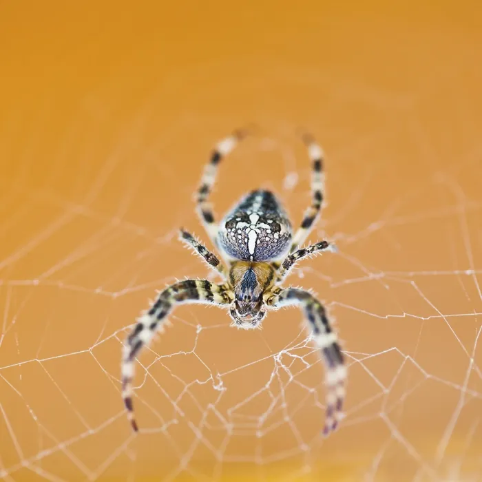 Gerahmter Druck : Topansicht einer Araneus-Spinne auf ihrem Spinnennetz Gerahmter Druck : Topansicht einer Araneus-Spinne auf ihrem Spinnennetz