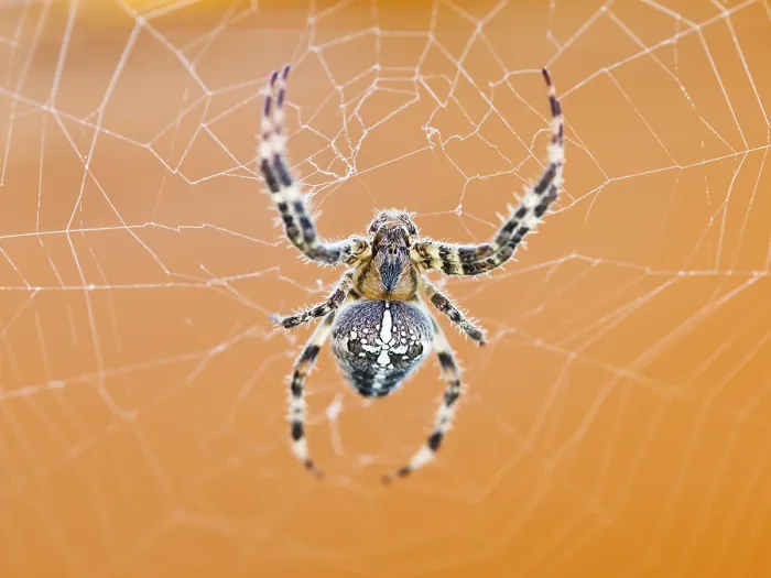 Gerahmter Druck : Araneus-Spinne in Topansicht auf Spinnennetz Gerahmter Druck : Araneus-Spinne in Topansicht auf Spinnennetz