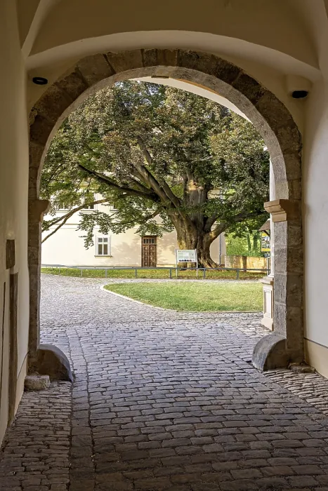 Gerahmter Druck : Blick durch ein Bogen eines großen Baumes und einer gepflasterten Hof. Gerahmter Druck : Blick durch ein Bogen eines großen Baumes und einer gepflasterten Hof.