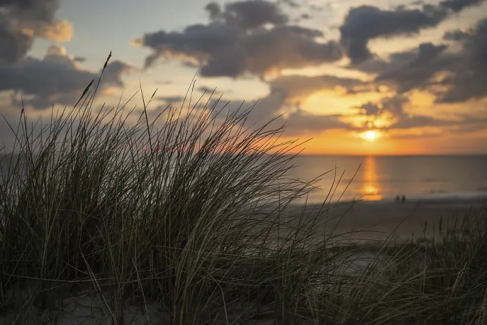 Gerahmter Druck : Blick auf die Strand von einer Düne durch Hafer. Gerahmter Druck : Blick auf die Strand von einer Düne durch Hafer.