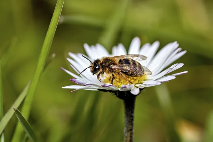 Gerahmter Druck : Seitenansicht einer Biene, die auf einem Margerite ruht.