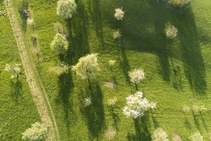 Gerahmter Druck : Blick von oben auf blühende Bäume, die lange Schatten auf grünen Feldern werfen. Gerahmter Druck : Blick von oben auf blühende Bäume, die lange Schatten auf grünen Feldern werfen.