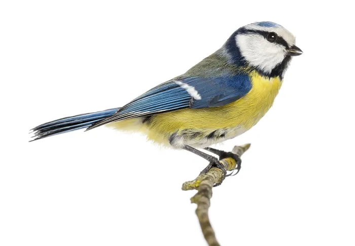 Gerahmter Druck : Seitenansicht eines Blauhäutchens, das auf einem Ast sitzt. Gerahmter Druck : Seitenansicht eines Blauhäutchens, das auf einem Ast sitzt.
