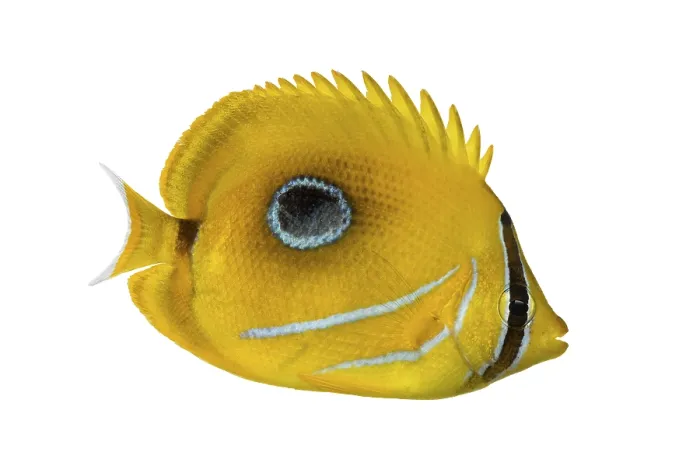 Gerahmter Druck : Seitenansicht eines Blaulachsflossenfisches. Gerahmter Druck : Seitenansicht eines Blaulachsflossenfisches.