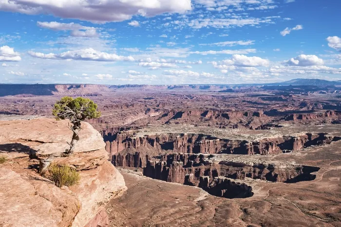 Gerahmter Druck : Blick auf Canyonlandschaft mit Baum am Klippenrand. Gerahmter Druck : Blick auf Canyonlandschaft mit Baum am Klippenrand.