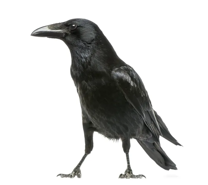 Gerahmter Druck : Seitenansicht eines Aaskrahes, Corvus corone. Gerahmter Druck : Seitenansicht eines Aaskrahes, Corvus corone.