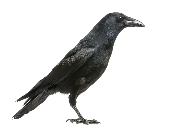 Gerahmter Druck : Seitenansicht eines Aaskrahes, Corvus corone. Gerahmter Druck : Seitenansicht eines Aaskrahes, Corvus corone.