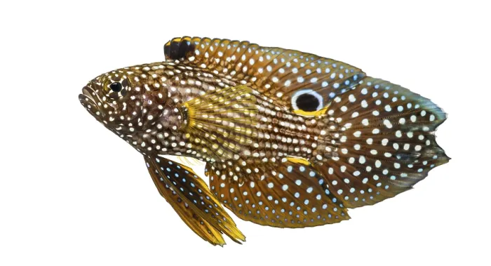 Gerahmter Druck : Seitenansicht eines Kometen, Calloplesiops altivelis. Gerahmter Druck : Seitenansicht eines Kometen, Calloplesiops altivelis.