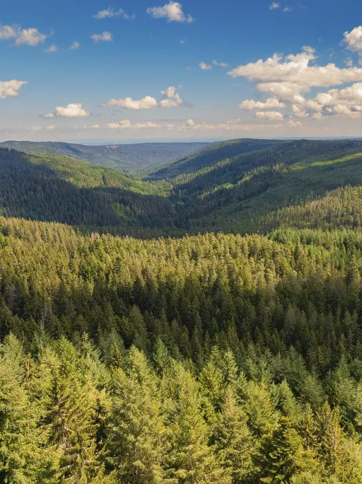 Gerahmter Druck : Ein Blick über eine tief eingeschnittene Schlucht, die von dichtem Wald umgeben ist, unter einem blauen Himmel mit weißen Wolken. Gerahmter Druck : Ein Blick über eine tief eingeschnittene Schlucht, die von dichtem Wald umgeben ist, unter einem blauen Himmel mit weißen Wolken.