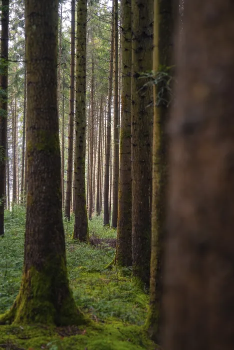 Gerahmter Druck : Blick durch einen dichten Wald mit moosbedecktem Boden. Gerahmter Druck : Blick durch einen dichten Wald mit moosbedecktem Boden.