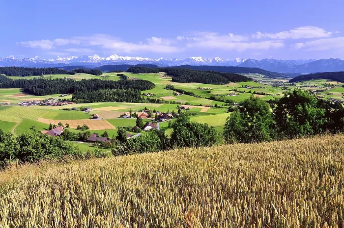 Gerahmter Druck : Blick auf das Emmental, Getreidefeld vorne.