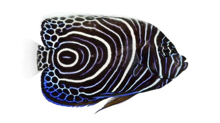 Gerahmter Druck : Seitenansicht eines Kaiserfisches. Gerahmter Druck : Seitenansicht eines Kaiserfisches.