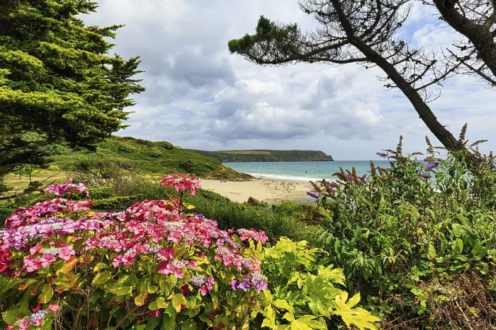 Gerahmter Druck : Blick über blühende Hydrangea zum Meer. Gerahmter Druck : Blick über blühende Hydrangea zum Meer.