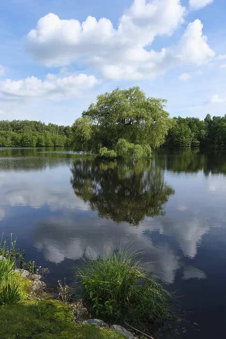 Gerahmter Druck : Blick über einen Waldsee, Reflexion. Gerahmter Druck : Blick über einen Waldsee, Reflexion.