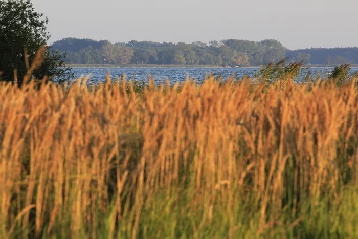 Gerahmter Druck : Blick vom Gnitz-Halbinsel auf Usedom, Mecklenburg-Vorpommern, Deutschland Gerahmter Druck : Blick vom Gnitz-Halbinsel auf Usedom, Mecklenburg-Vorpommern, Deutschland