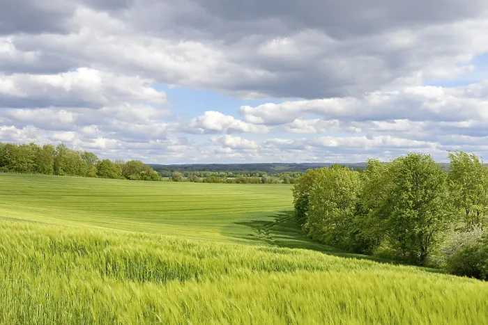 Gerahmter Druck : Blick über ein grünes Getreidefeld, dramatischer bewölkter Himmel. Gerahmter Druck : Blick über ein grünes Getreidefeld, dramatischer bewölkter Himmel.