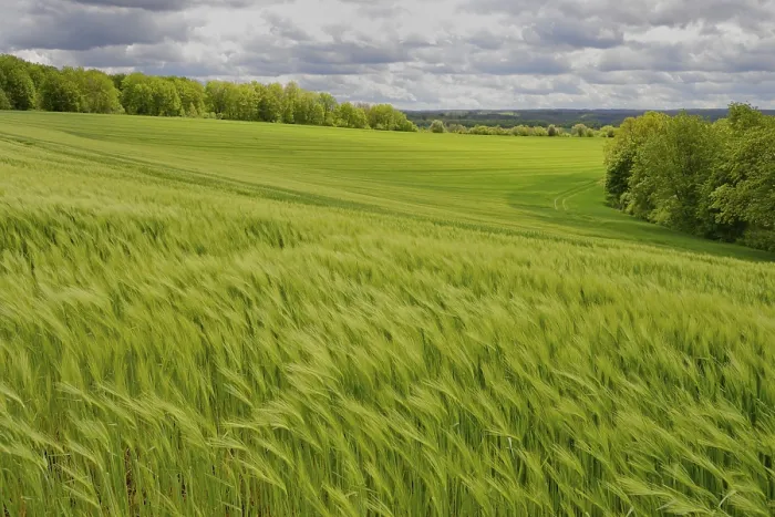 Gerahmter Druck : Blick über eine grüne Getreidefelder, dramatische Wolkenlandschaft Gerahmter Druck : Blick über eine grüne Getreidefelder, dramatische Wolkenlandschaft