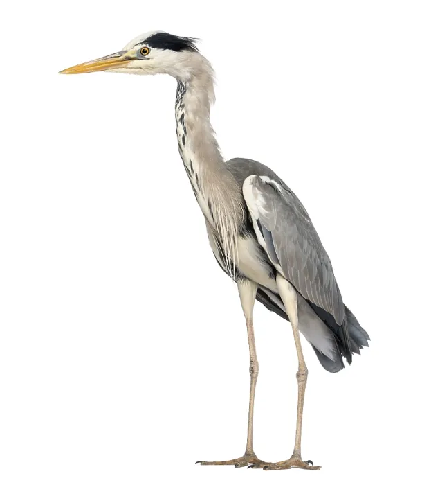 Gerahmter Druck : Seitenansicht eines grauen Reiher stehend. Gerahmter Druck : Seitenansicht eines grauen Reiher stehend.