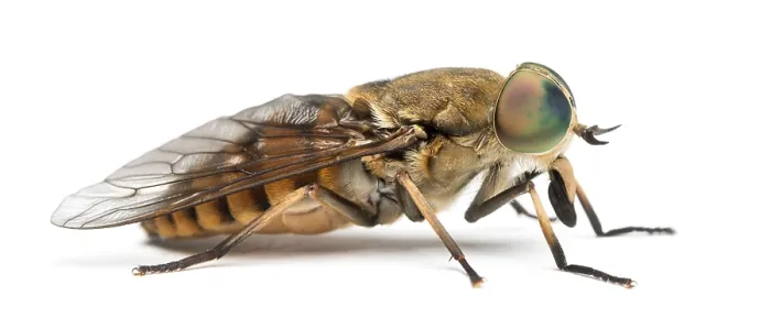 Gerahmter Druck : Seitenansicht eines Pferdefliegen, Tabanus Gerahmter Druck : Seitenansicht eines Pferdefliegen, Tabanus