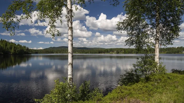 Gerahmter Druck : Blick über einen See durch Birkenstämme. Gerahmter Druck : Blick über einen See durch Birkenstämme.