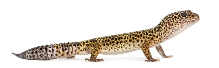 Gerahmter Druck : Seitenansicht eines Leopardgeckos, der steht. Gerahmter Druck : Seitenansicht eines Leopardgeckos, der steht.