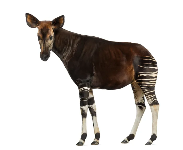 Gerahmter Druck : Seitenansicht eines Okapis, das steht. Gerahmter Druck : Seitenansicht eines Okapis, das steht.