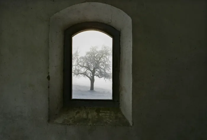 Gerahmter Druck : Blick durch ein altes Fenster auf einen schneebedeckten Baum. Gerahmter Druck : Blick durch ein altes Fenster auf einen schneebedeckten Baum.