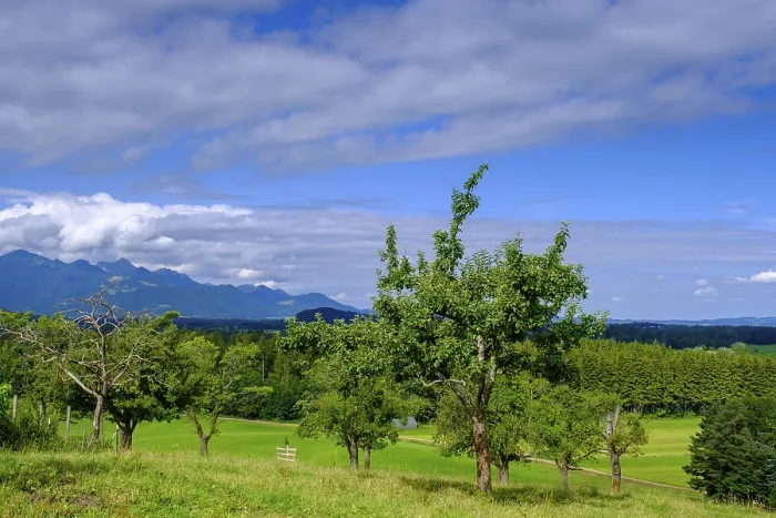Gerahmter Druck : Blick über Obstgärten auf dem Schellenberg. Gerahmter Druck : Blick über Obstgärten auf dem Schellenberg.