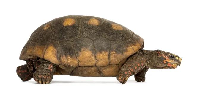 Gerahmter Druck : Seitenansicht eines Rotfußtortoises, der geht. Gerahmter Druck : Seitenansicht eines Rotfußtortoises, der geht.
